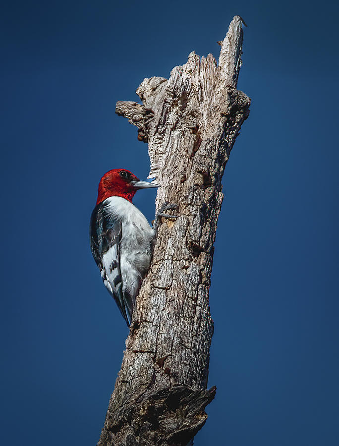 Red Headed Woodpecker Photograph by Brian Shoemaker