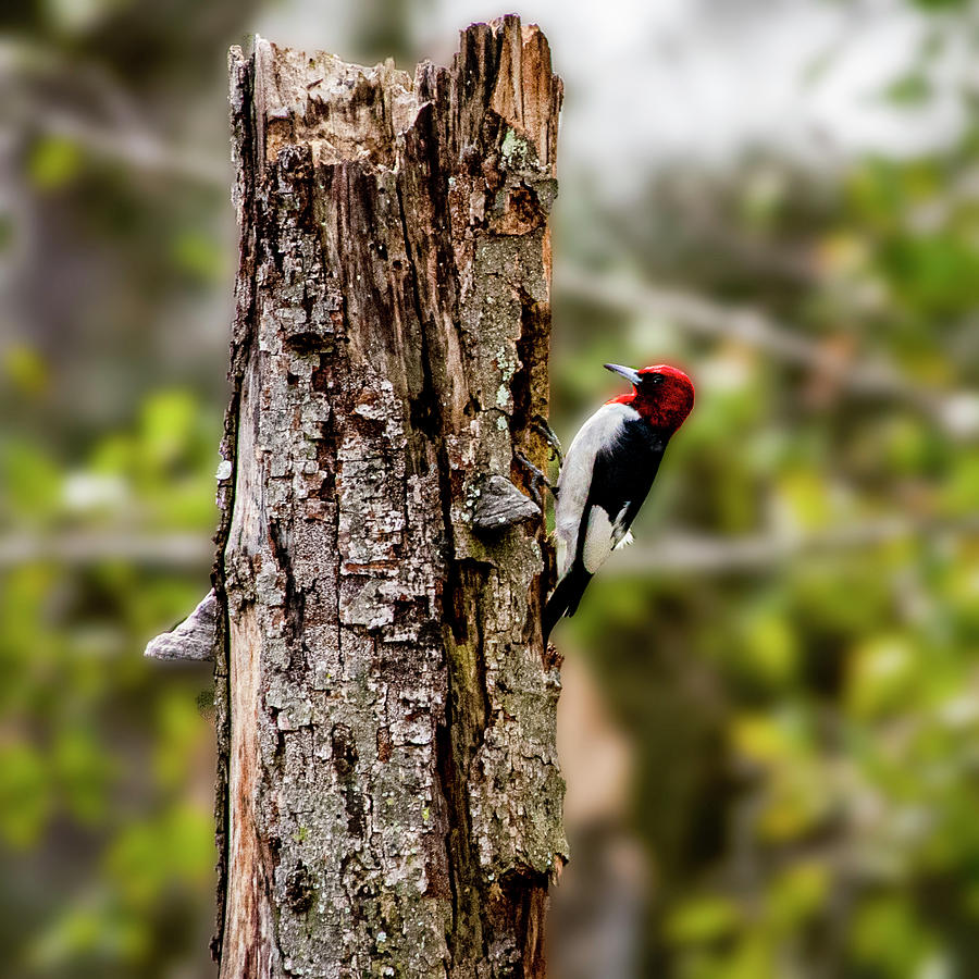 Red Headed Woodpecker Photograph by Daniel Hebard