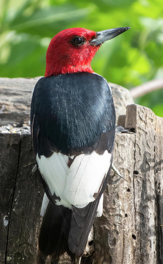 Hawkeye Photograph - Red Headed Woodpecker by Deb Fedeler