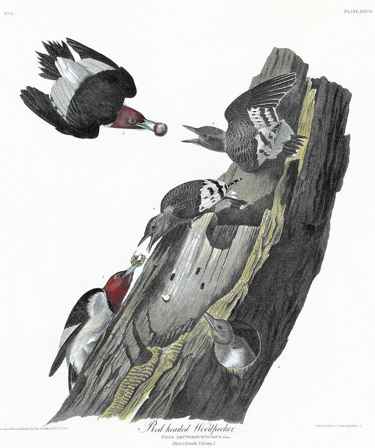 John James Audubon Painting - Red headed Woodpecker - Digital Remastered Edition by John James Audubon