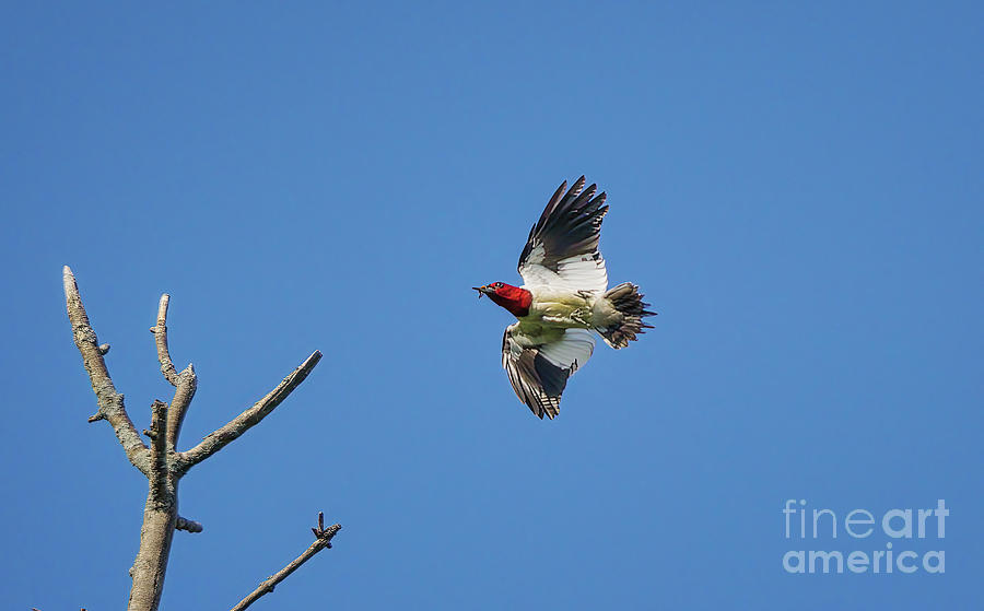 Red-headed Woodpecker Flying With Worm Photograph by Charline Xia