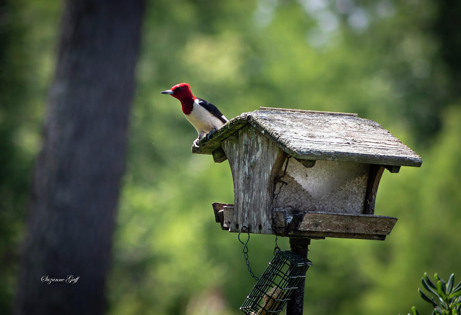 Red Headed Woodpecker I Photograph by Suzanne Gaff