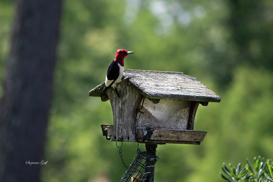 Red Headed Woodpecker III Photograph by Suzanne Gaff