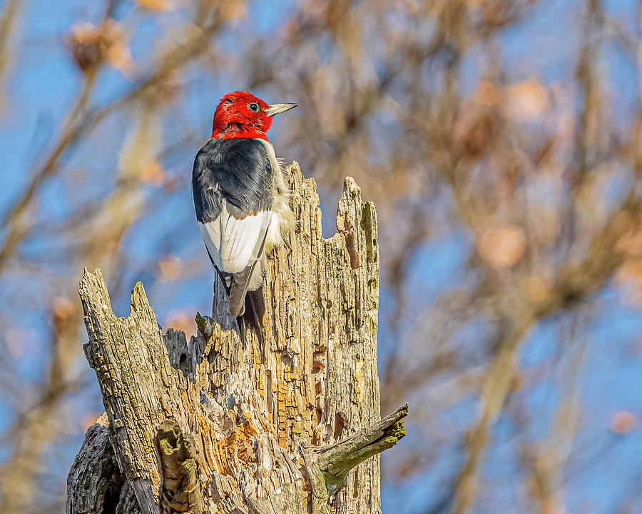 Woodpecker Photograph - Red Headed Woodpecker In Autumn #5 by Morris Finkelstein