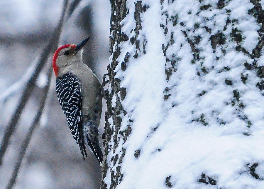 Winter Photograph - Red-headed woodpecker in snow by David Halperin