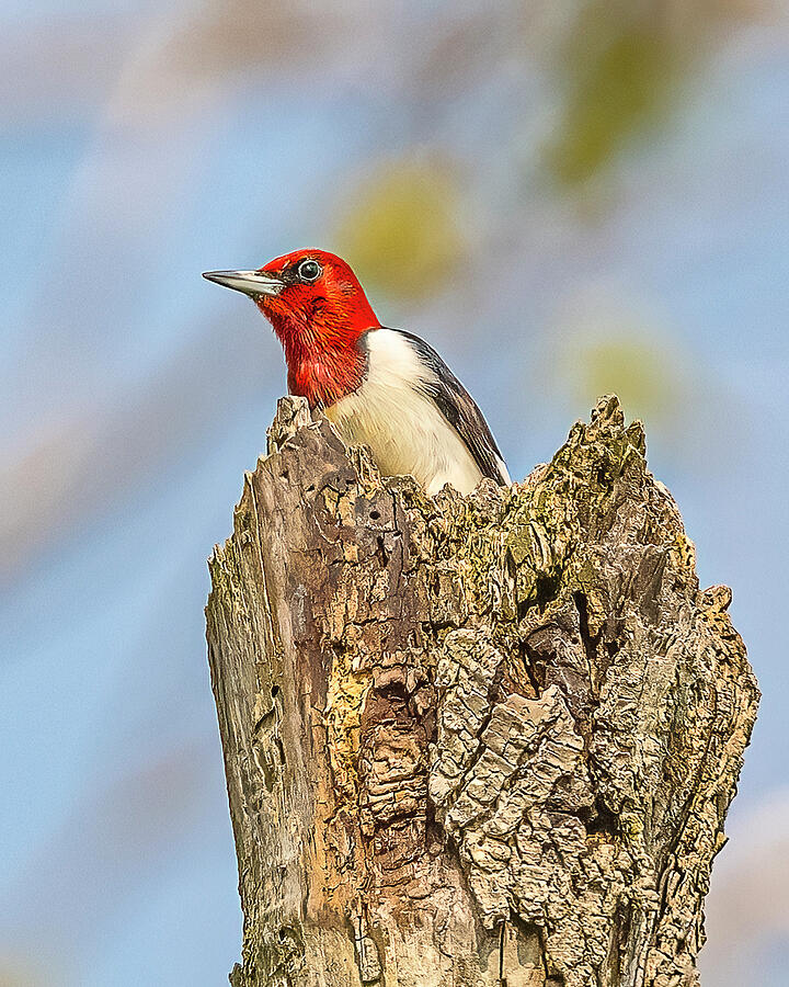 Woodpecker Photograph - Red Headed Woodpecker In Spring #4 by Morris Finkelstein