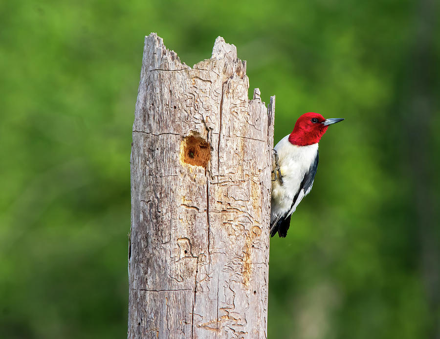 Wildlife Photograph - Red Headed Woodpecker  In Thought by Chad Meyer