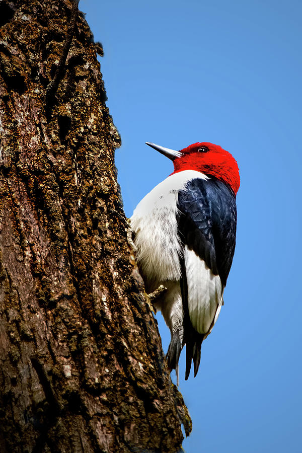 Red-Headed Woodpecker Photograph by Ira Marcus