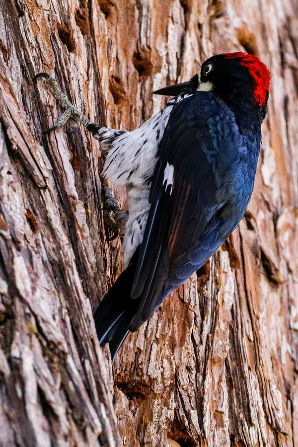 Red Headed Woodpecker Photograph by Dr Janine Williams