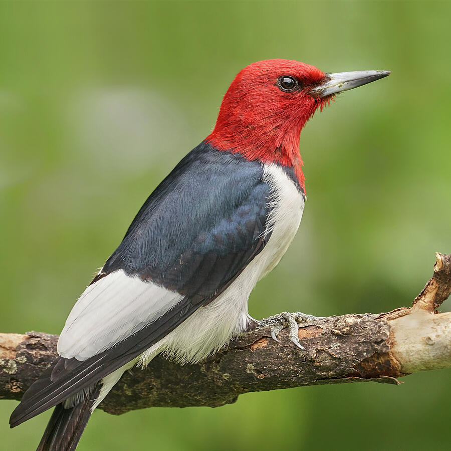 Woodpecker Photograph - Red-Headed Woodpecker by Jim Hughes