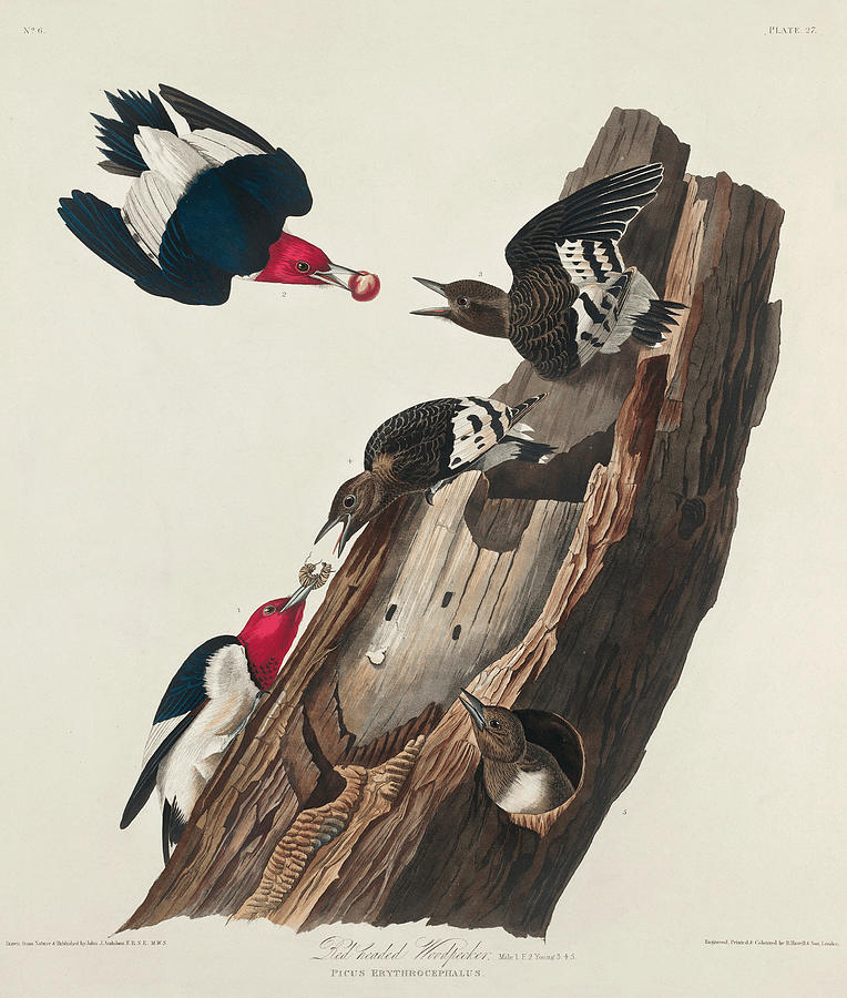 Red-headed Woodpecker. John James Audubon Painting by World Art Collective