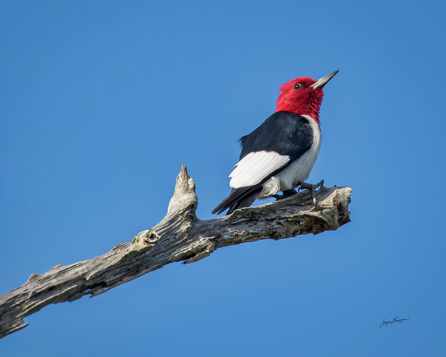 Woodpecker Photograph - Red-headed Woodpecker by Jurgen Lorenzen