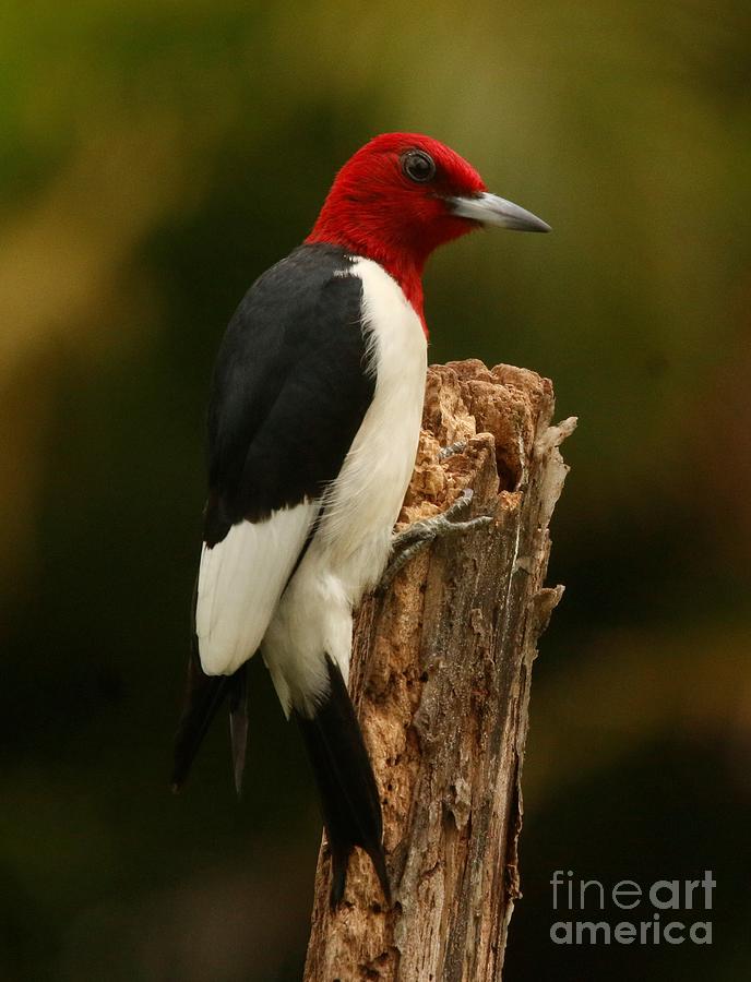 Red-Headed Woodpecker Photograph by Karen Lindquist