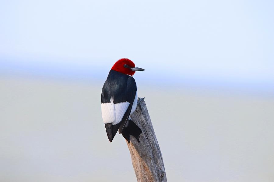Red-headed Woodpecker Photograph