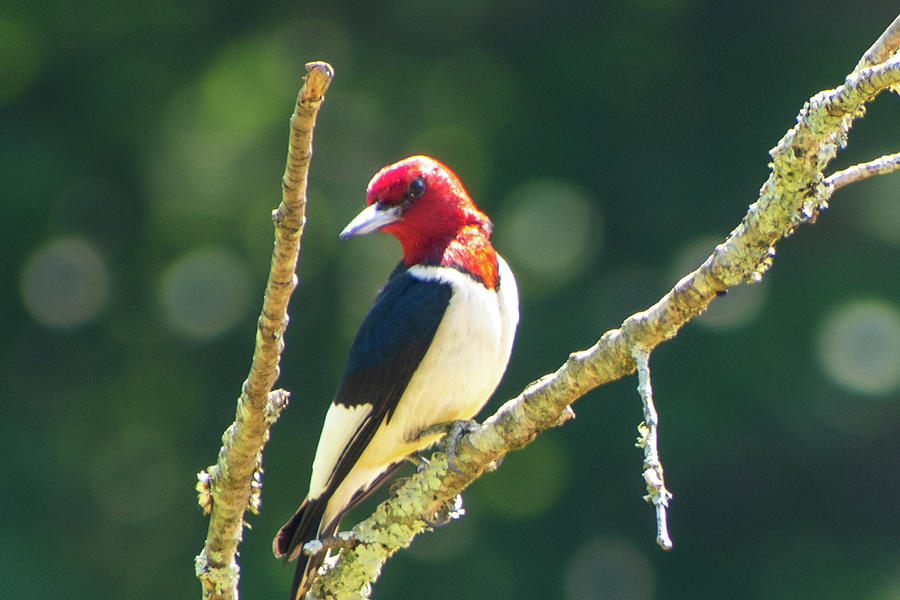 Red Headed Woodpecker Photograph by Mary Ann Artz