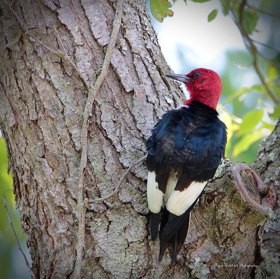 Red Headed Woodpecker Photograph by Mary Walchuck