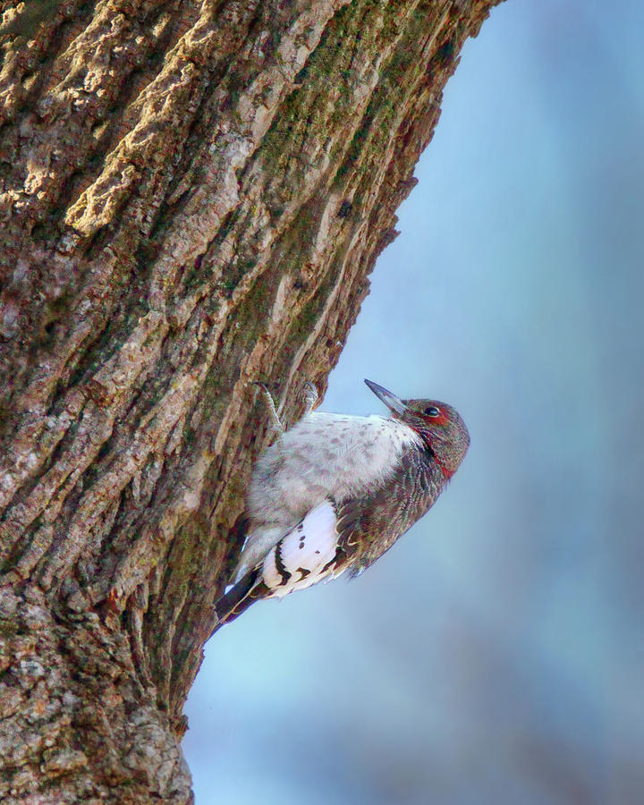 Red-headed Woodpecker - No 1 Photograph by Nikolyn McDonald
