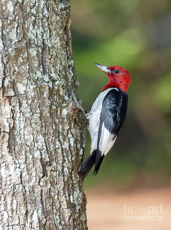 Red Headed Woodpecker, No. 2 Photograph by Michelle Tinger