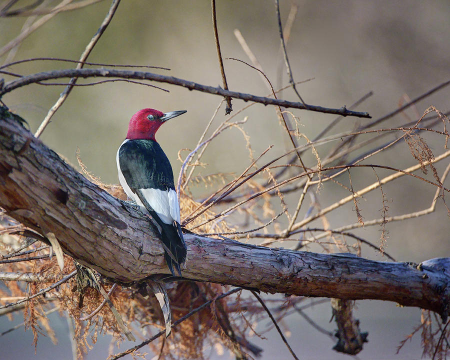 Red-headed Woodpecker - No 2 Photograph by Nikolyn McDonald
