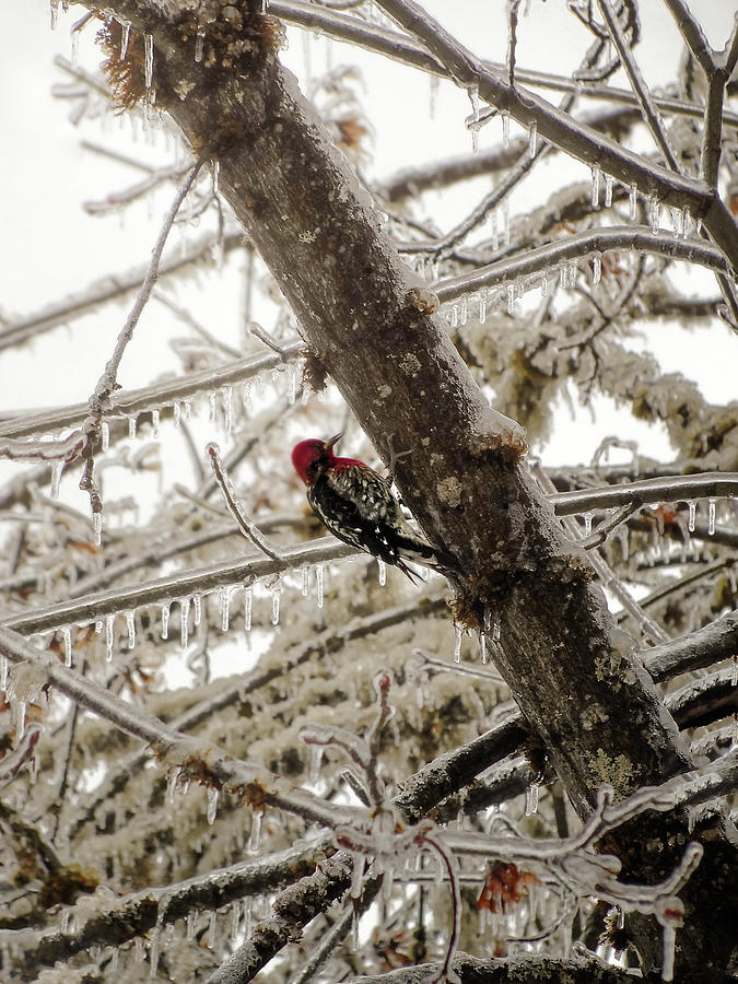 Red headed woodpecker on frozen maple tree Photograph by Will Sylwester