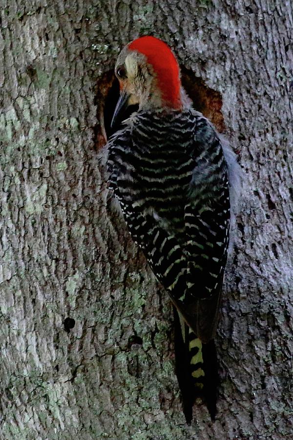 Red-Headed Woodpecker Photograph by Philip And Robbie Bracco