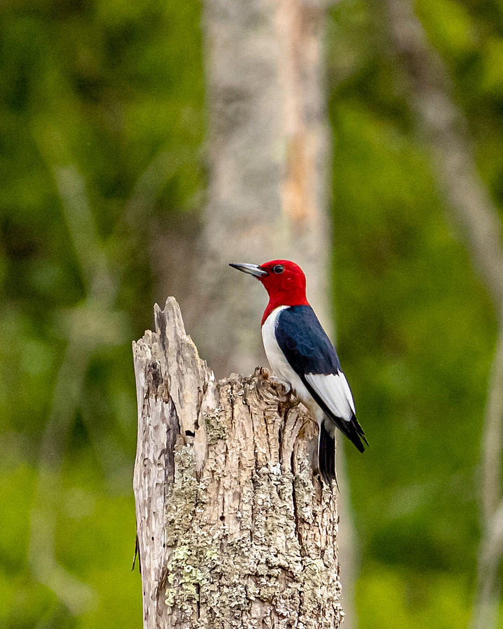 Red-headed Woodpecker  Photograph by Rick Nelson