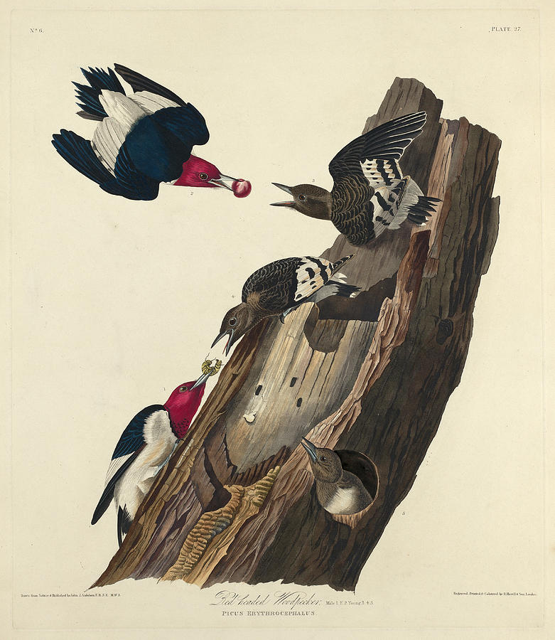 Robert Havell Drawing - Red-headed Woodpecker by Robert Havell