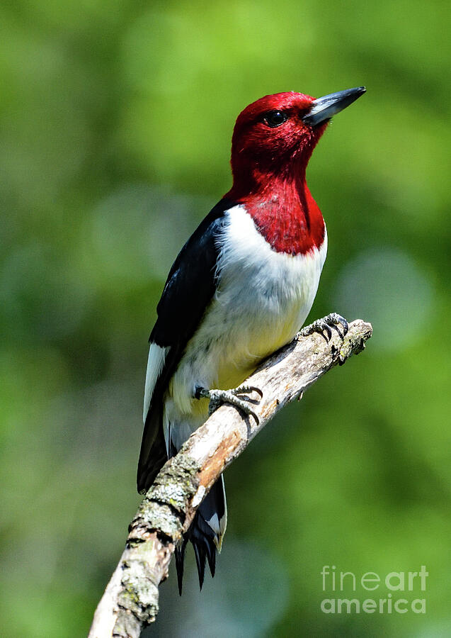 Red-headed Woodpecker Side View Photograph