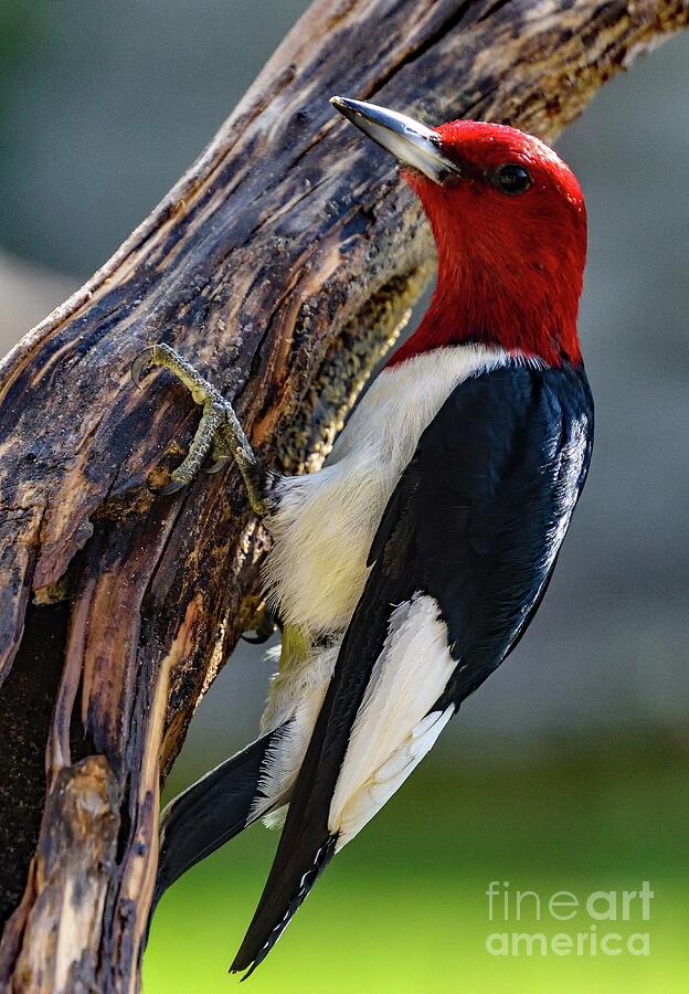 Nature Photograph - Red-Headed Woodpecker Sideview by Cindy Treger