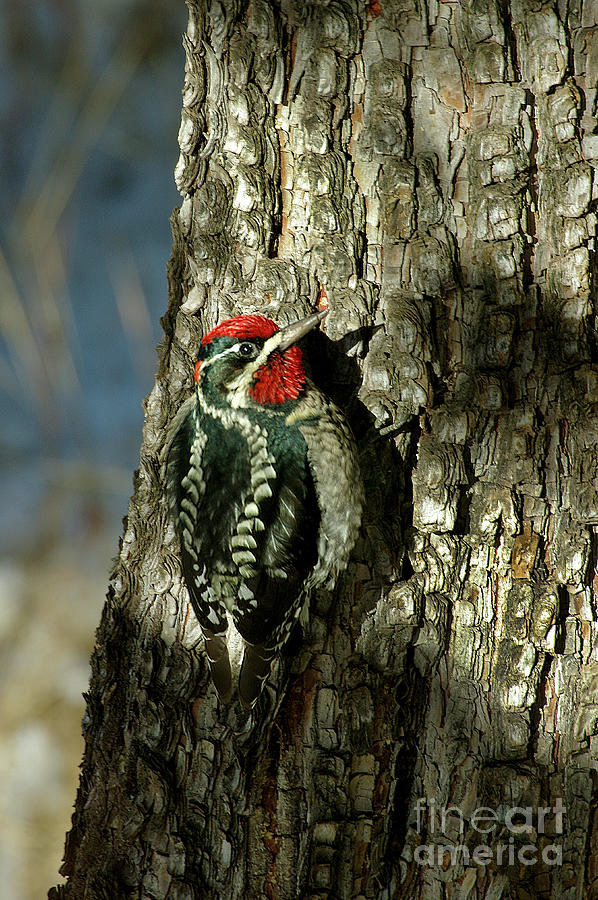 Red Headed Woodpecker Photograph by Vicki Pelham