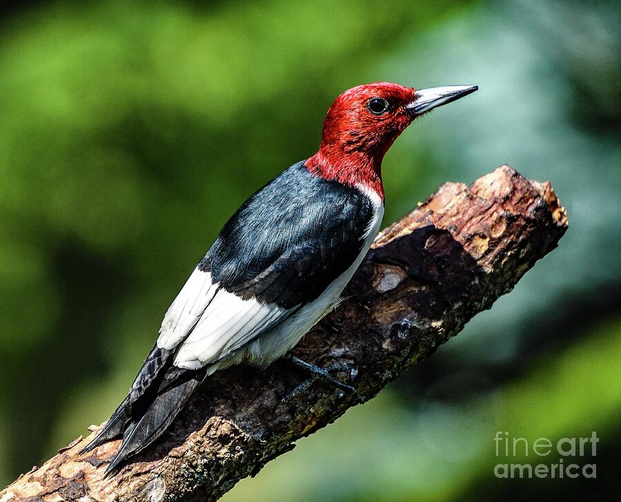 Red-headed Woodpecker With Brilliant Coloring Photograph