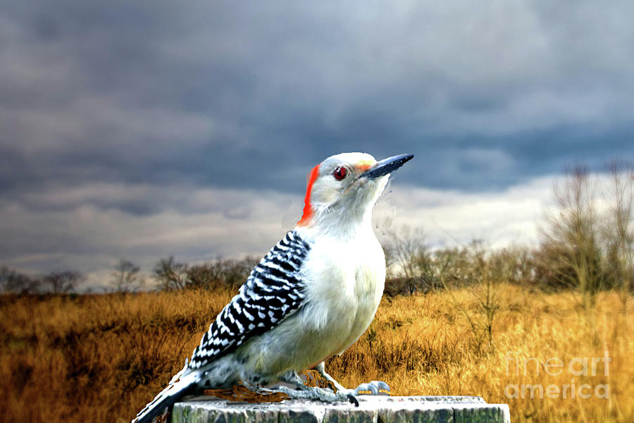 Red Bellied Woodpecker with Stormy Clouds Photograph by Janette Boyd