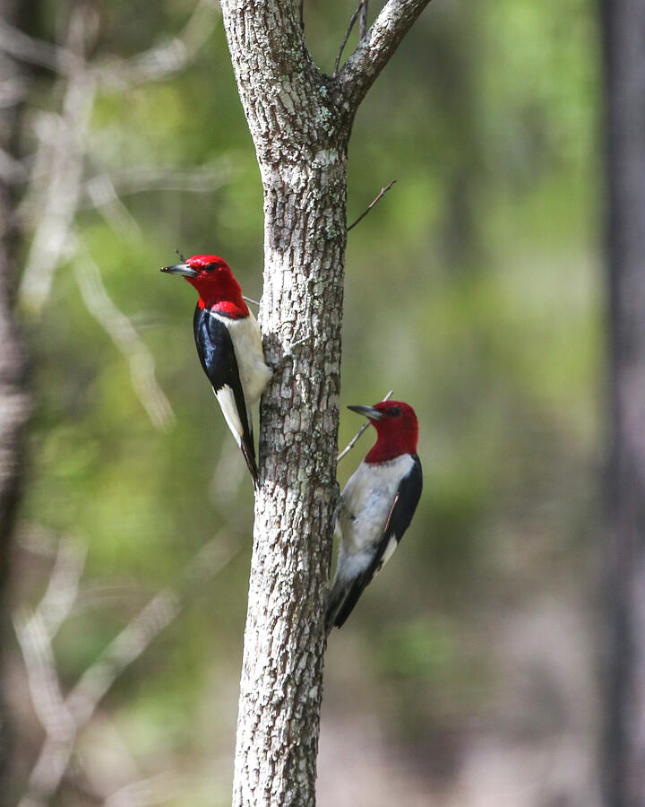 Red-Headed Woodpeckers Photograph by Donna Kaluzniak - Fine Art America