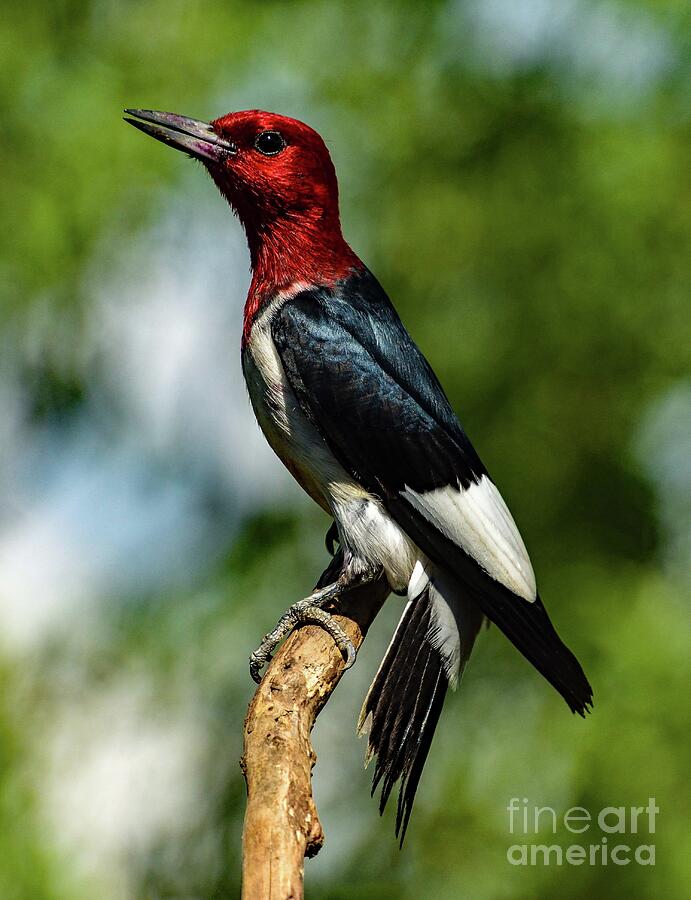 Red-headed Woodpeckers Extraordinary Beauty Photograph by Cindy Treger