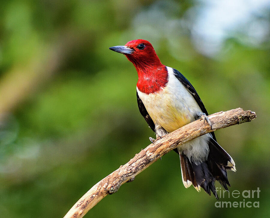 Red-headed Woodpeckers Radiant Beauty Photograph