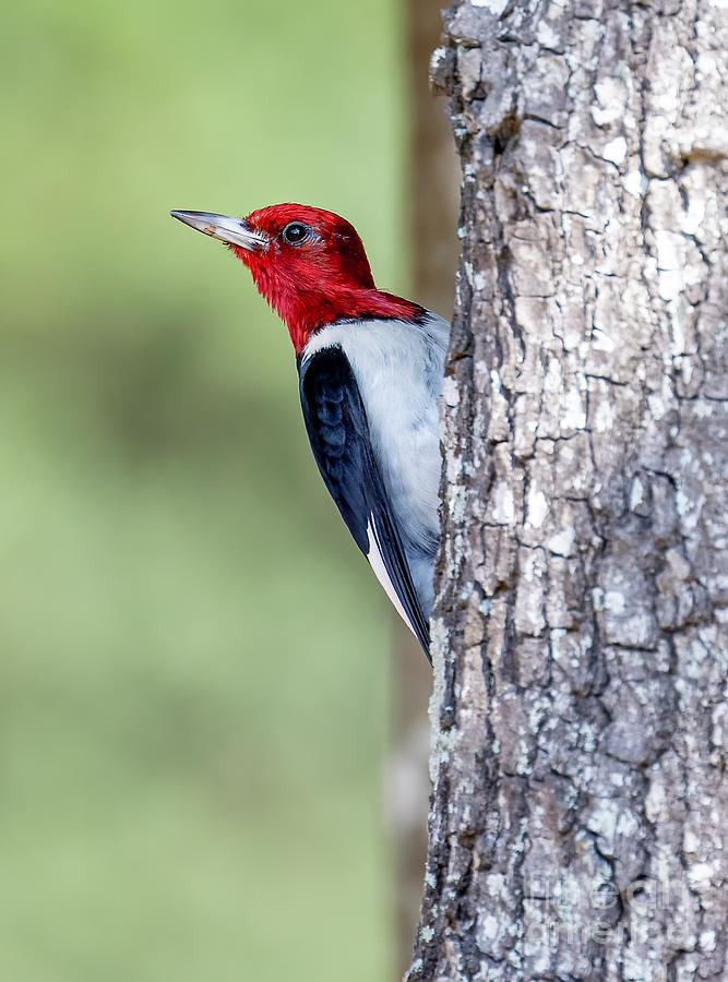 Red-Headed Woodpecker Photograph by Michelle Tinger
