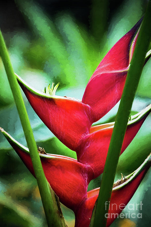 Red Heliconia Bihai  Photograph by Sharon McConnell
