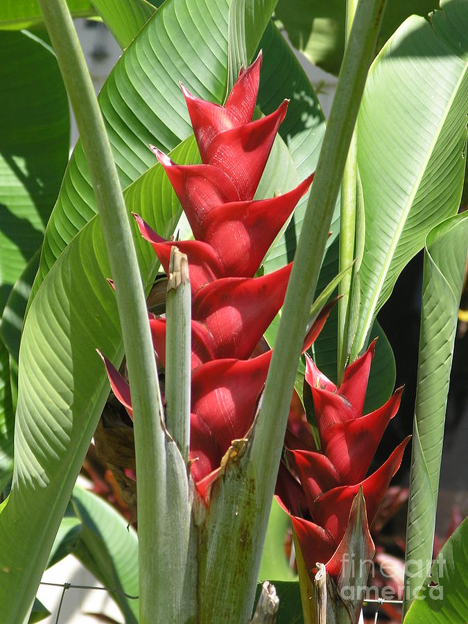 Red Heliconia Caribea Photograph