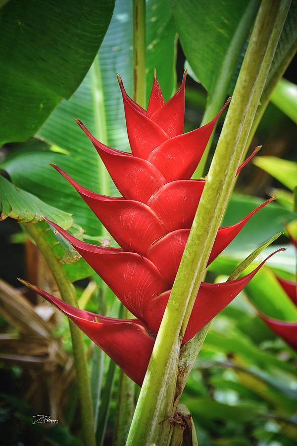 Red Heliconia  Photograph by Ingrid Zagers
