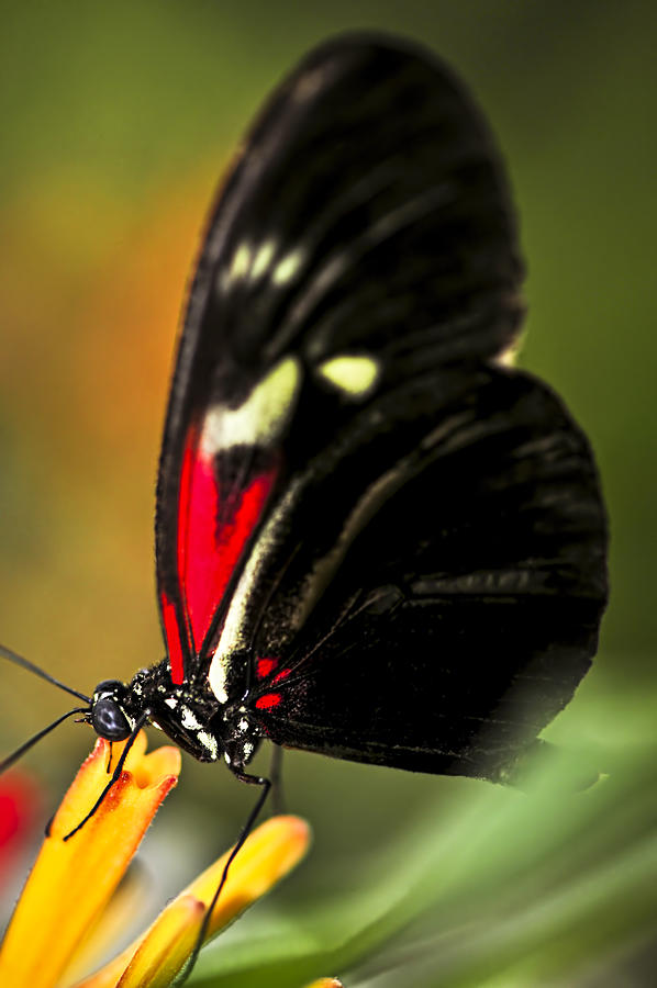Butterfly Photograph - Red heliconius dora butterfly by Elena Elisseeva