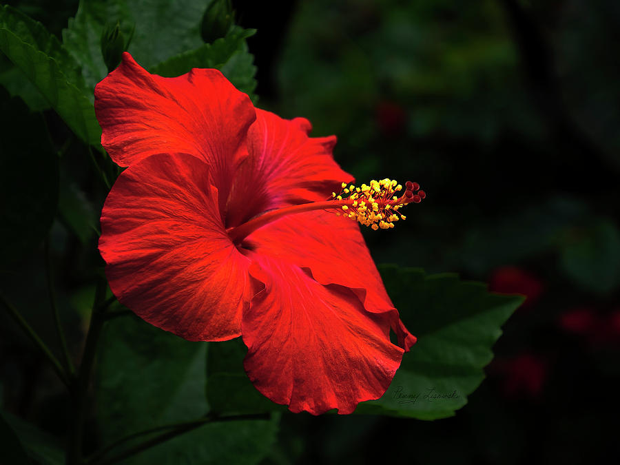 Red Hibiscus 2 Photograph by Penny Lisowski