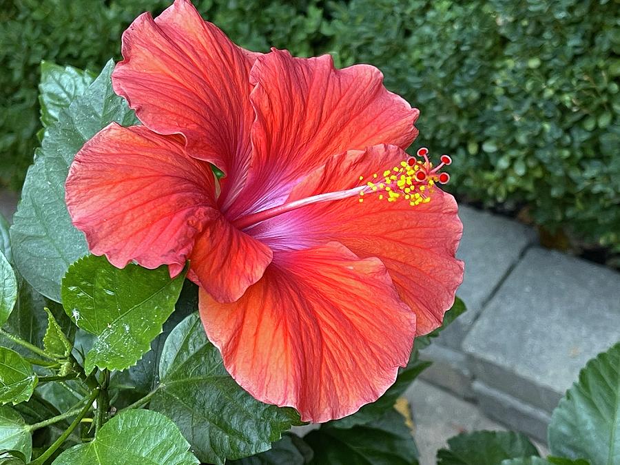 Red Hibiscus Photograph by Beverly Read