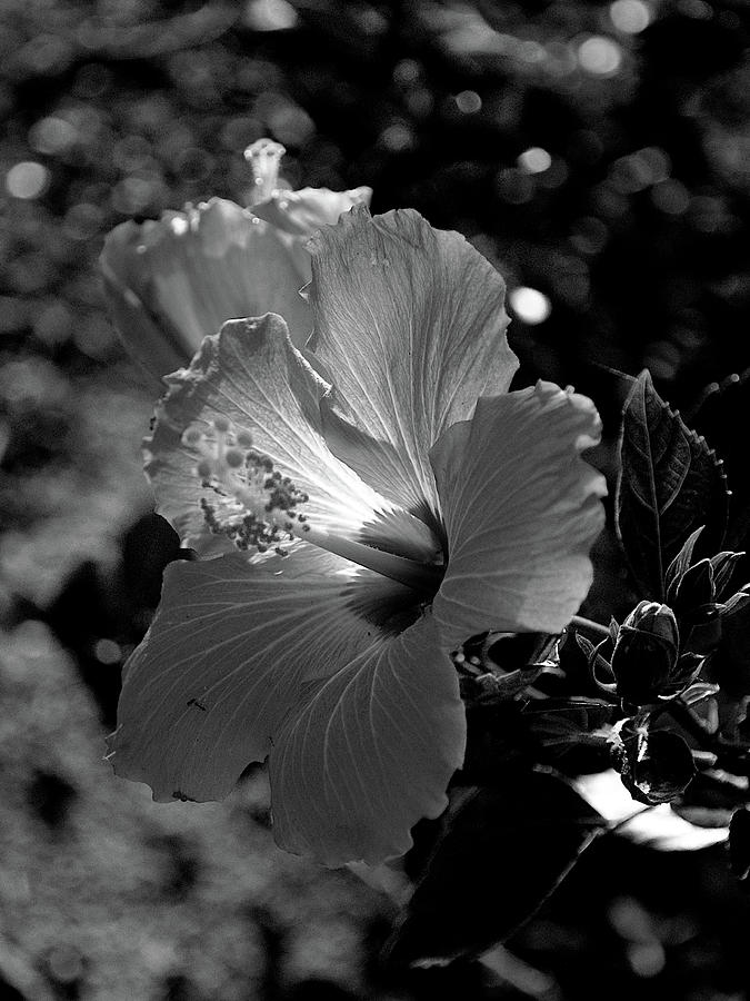 Red Hibiscus Bloom Black And White Photograph by Christopher Mercer