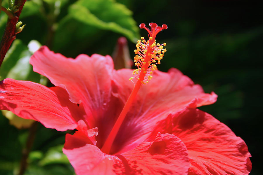 Red Hibiscus Bloom Photograph by Gene Taylor