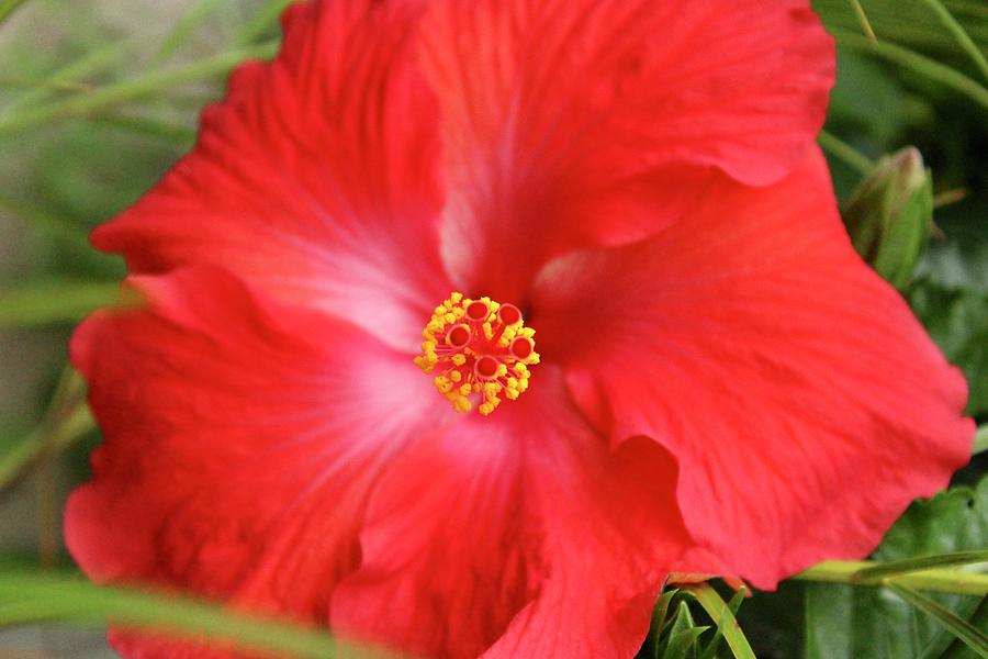 Red Hibiscus Bloom Photograph by Patricia Oldfield Pixels