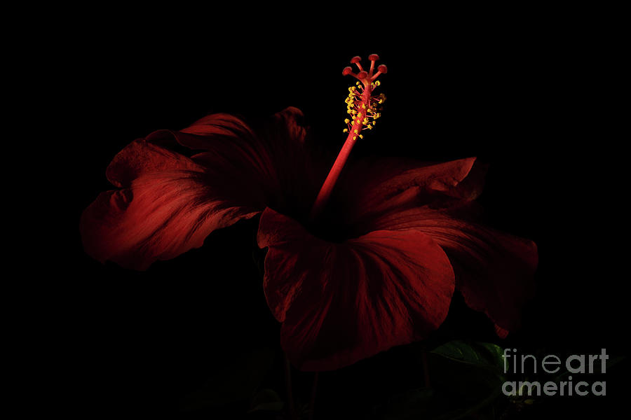 Red Hibiscus Darkly Lit 2 Photograph by Ann Garrett
