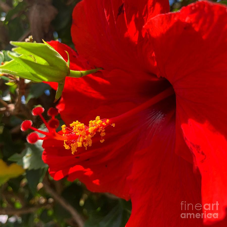 Red Hibiscus Photograph by Dorota Nowak