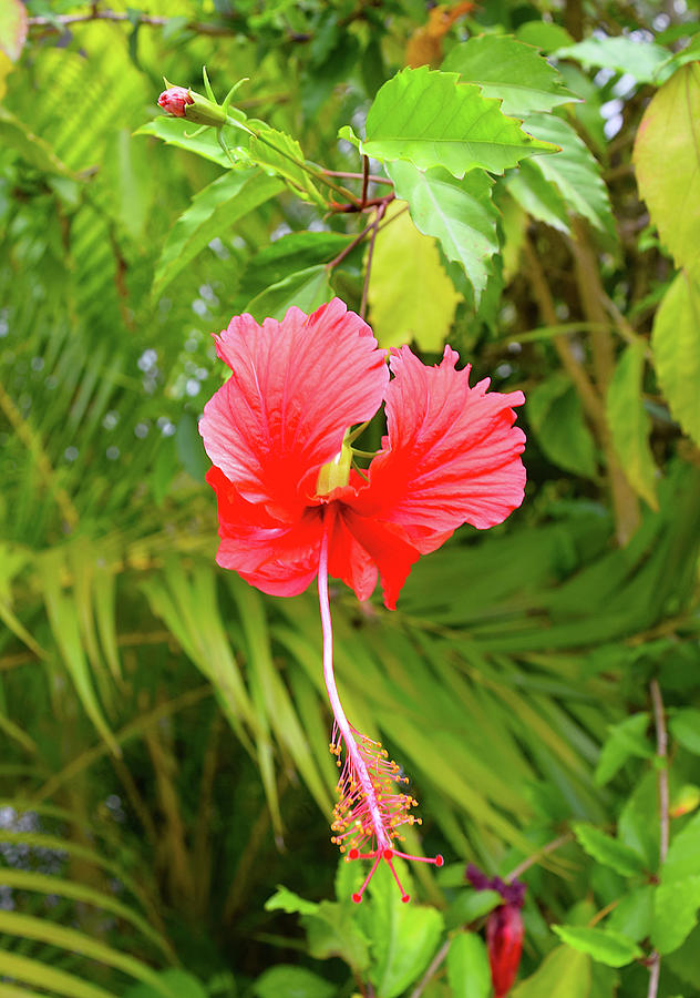 Red Hibiscus Flower Photo 117 Photograph by Lucie Dumas