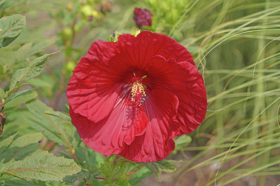 Red Hibiscus Photograph By Greg Boutz Fine Art America