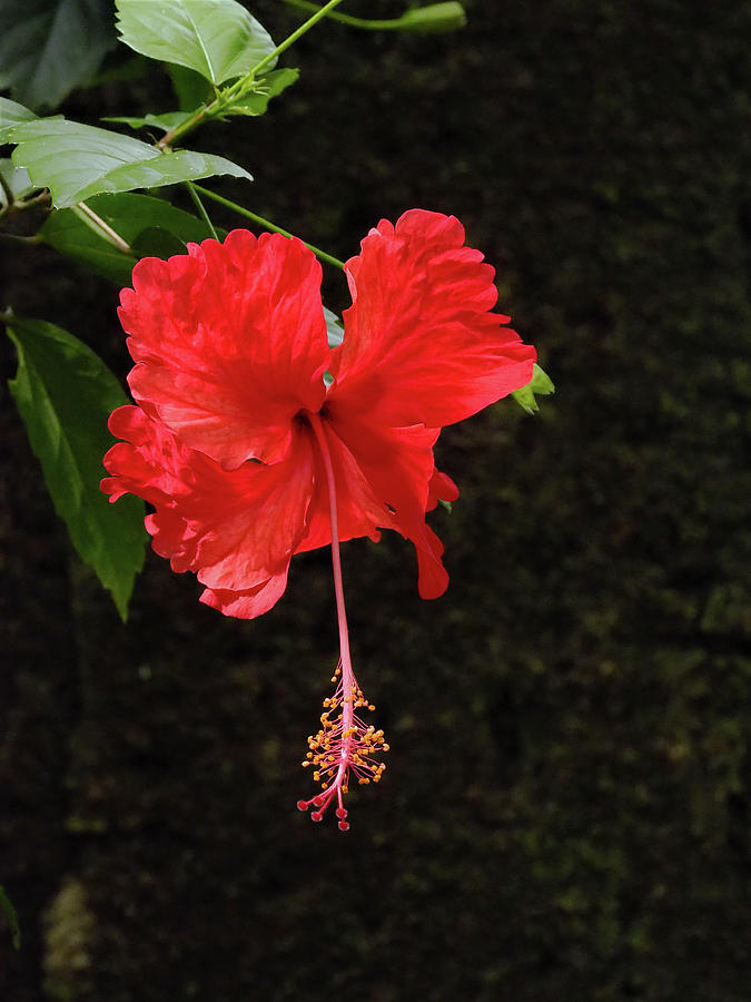 Red Hibiscus in Costa Rica Photograph by Leslie Struxness